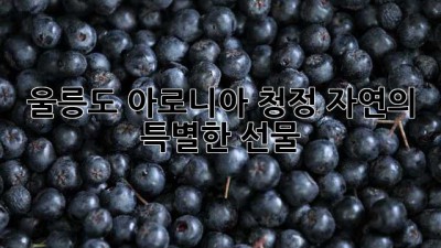울릉도 아로니아: 청정 자연의 특별한 선물